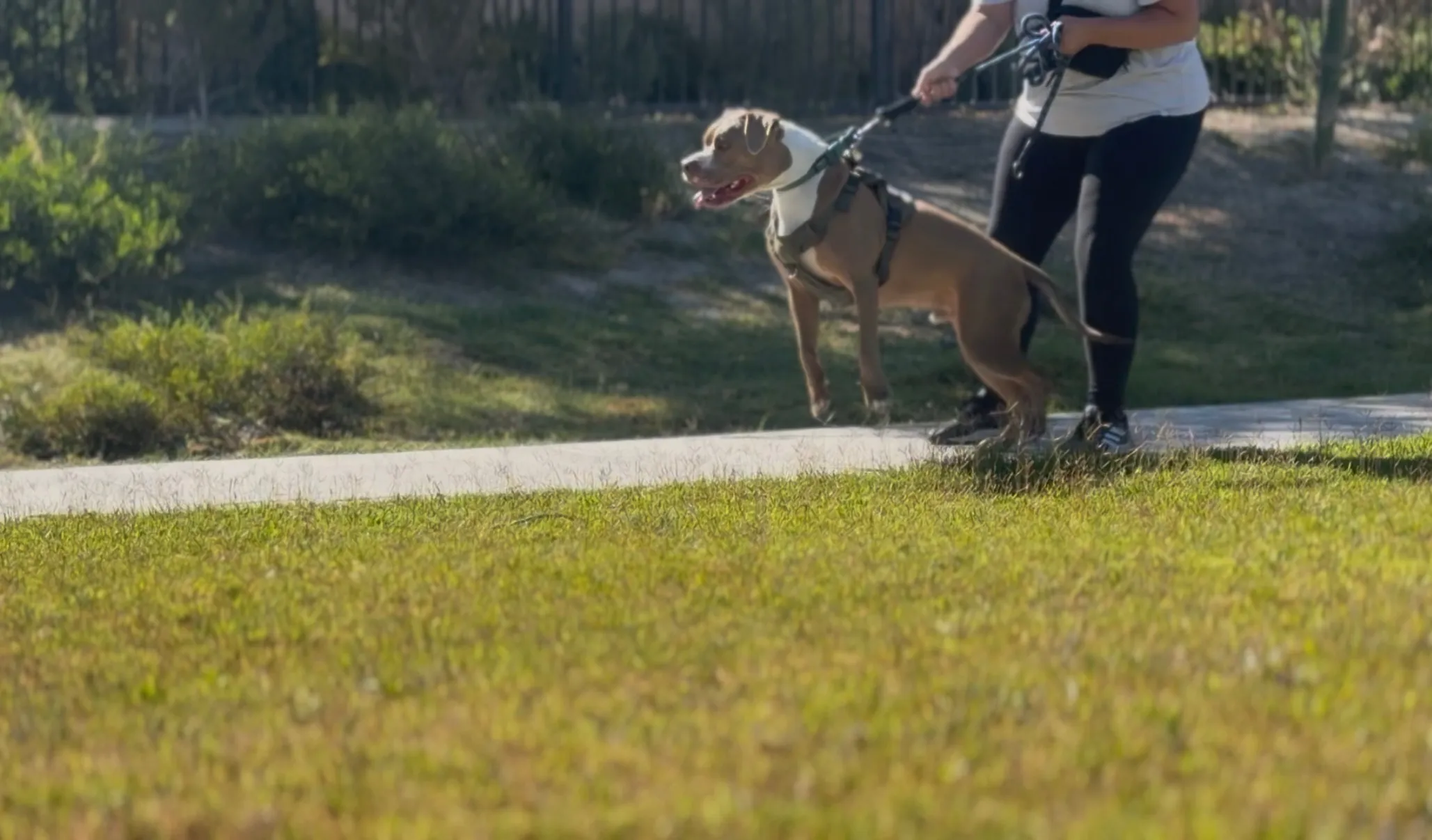 Cerberus during a tugging exercise