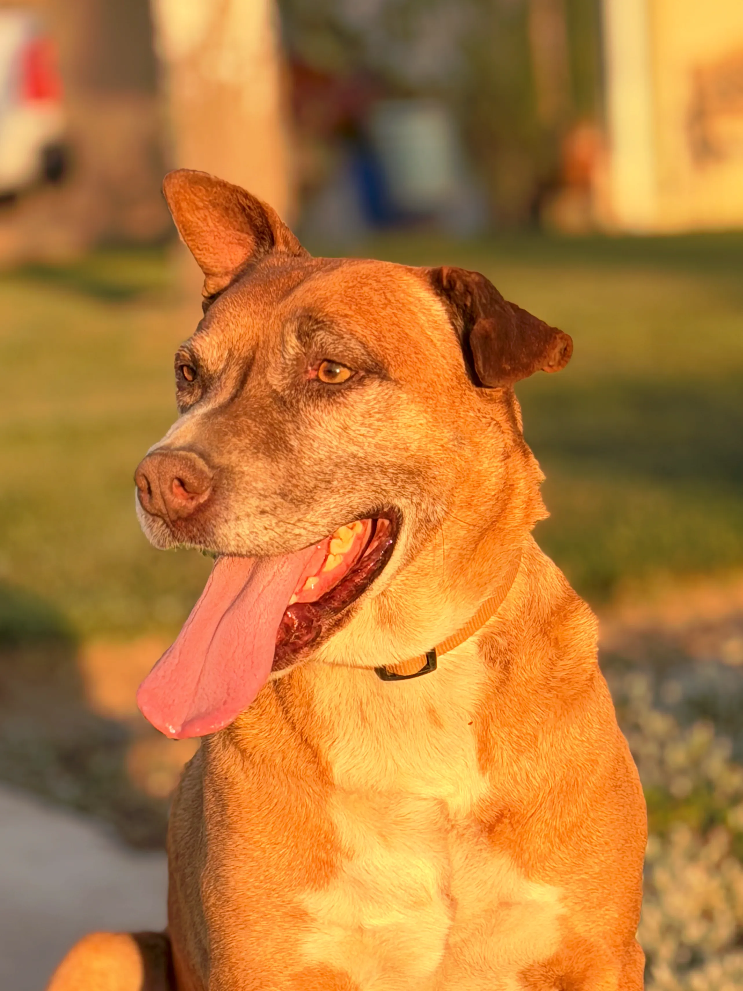 Simba — Lead Helper Dog
