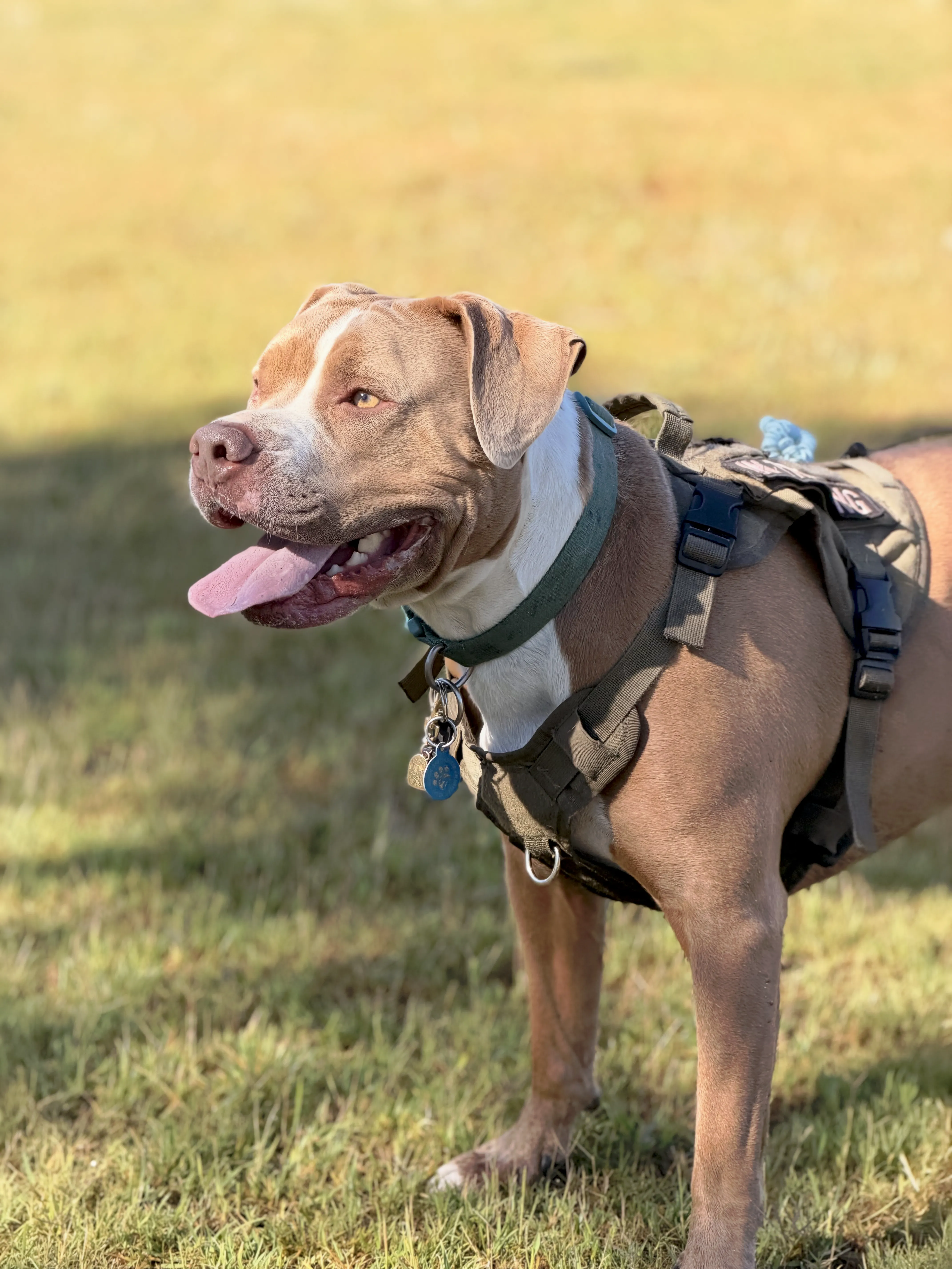 Reactive dog with tactical harness