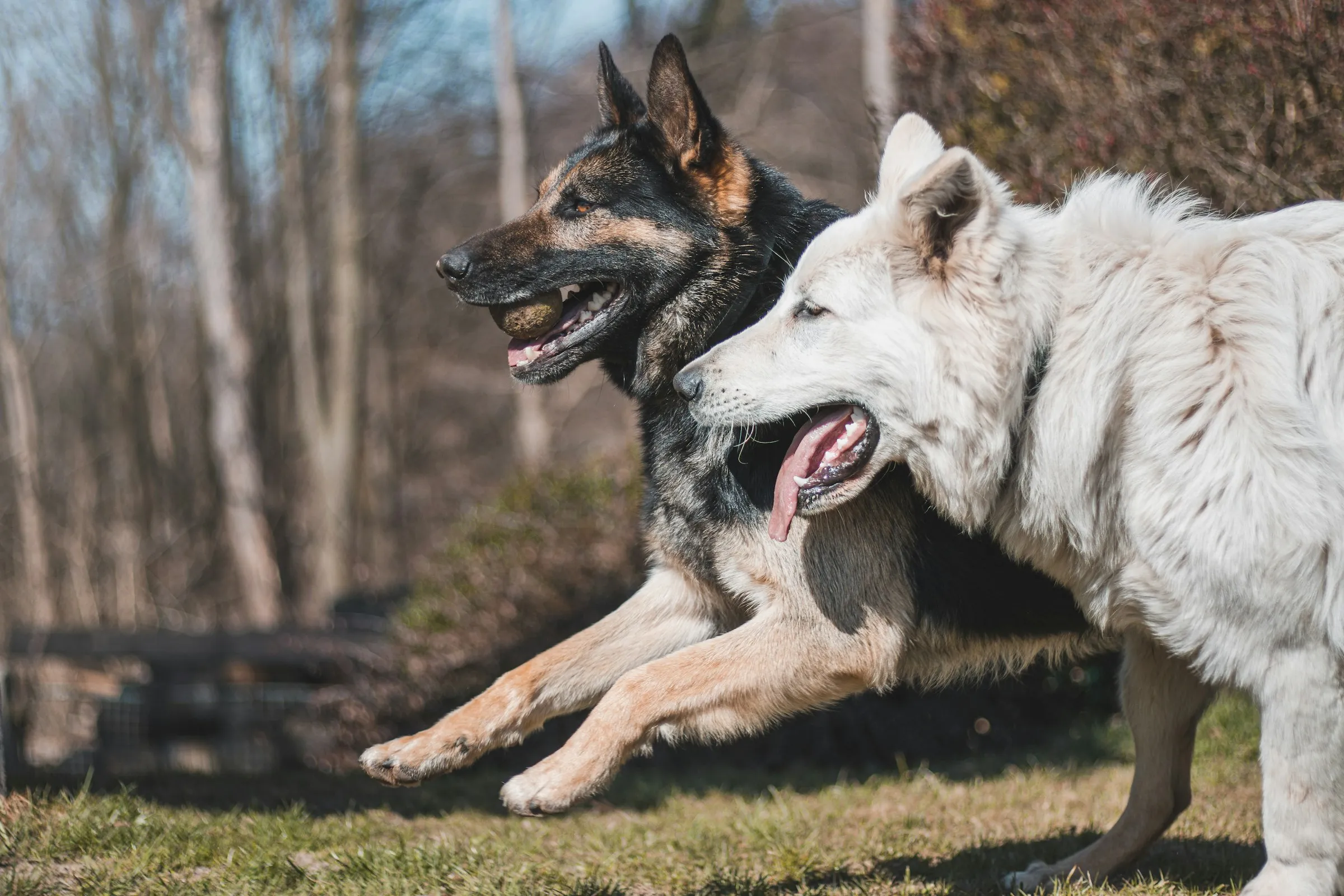 Transformations — Good Doggos
