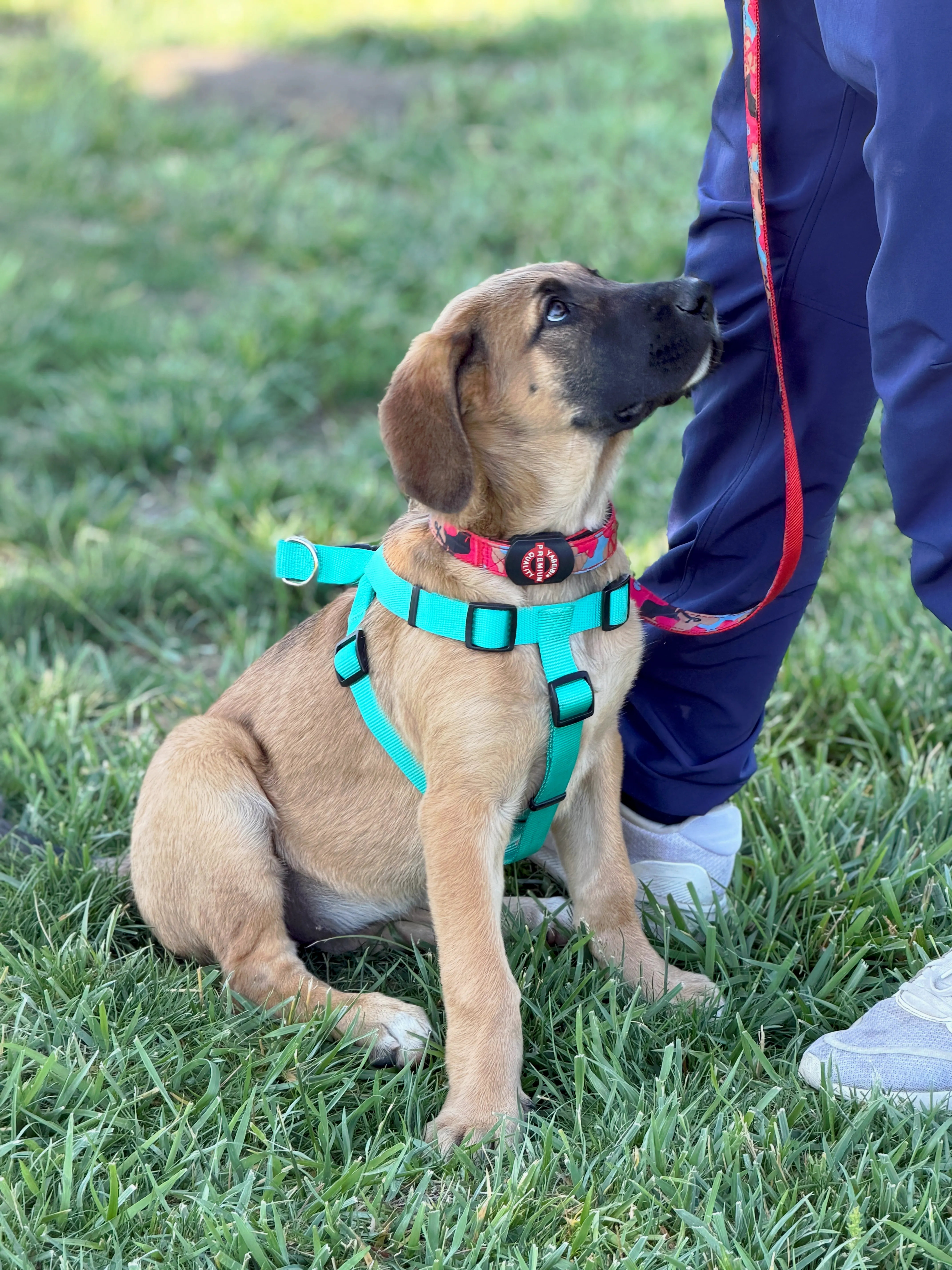 Starter Private Lessons dog training