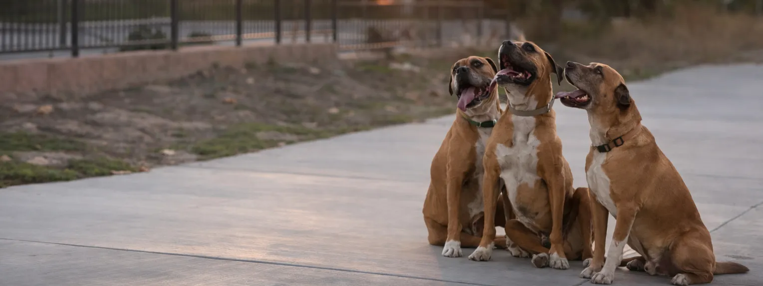 Simba and the Pack training background