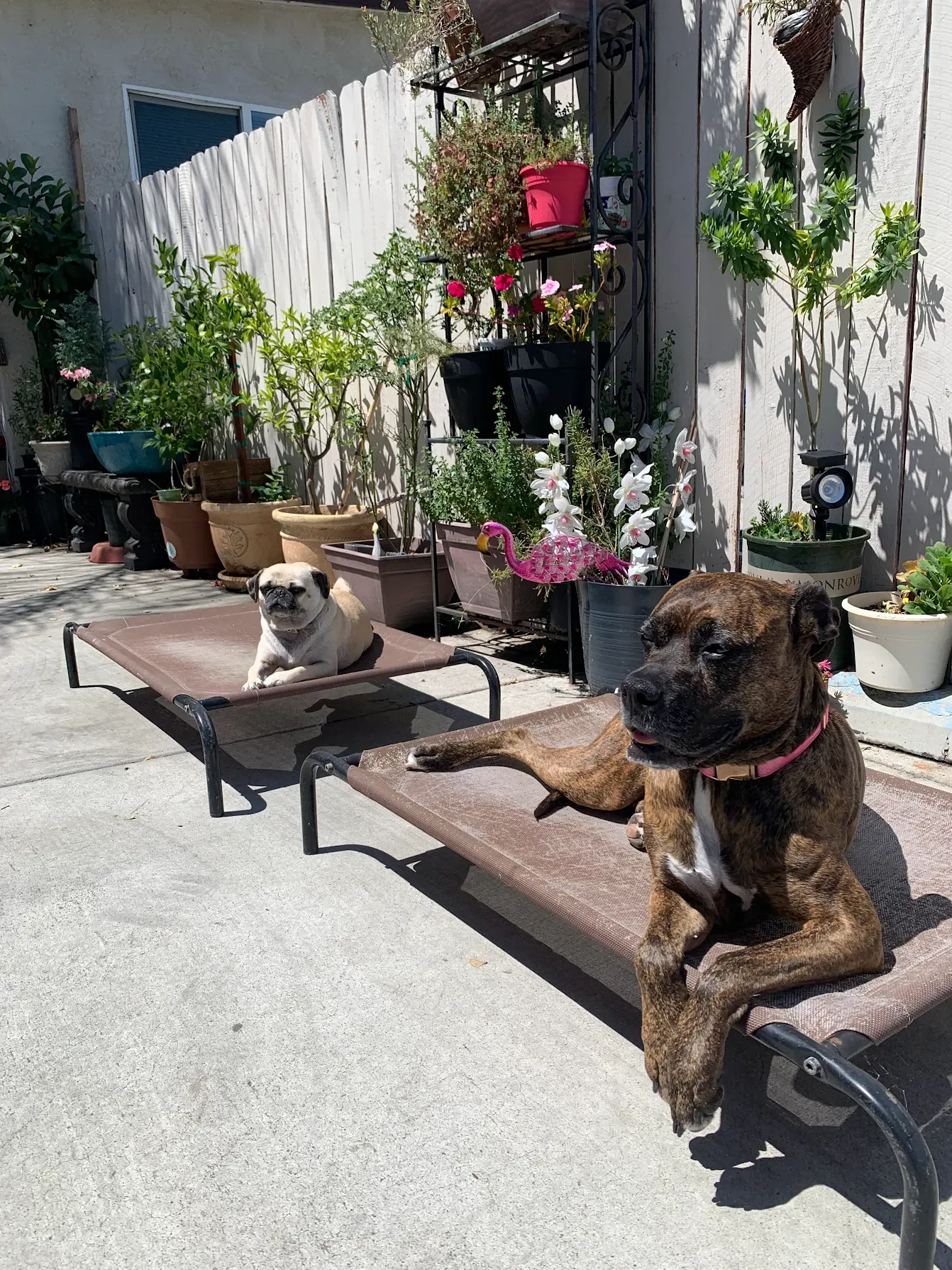 Bella & Khamila